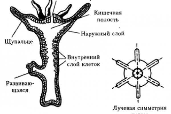 Не пришли деньги на кракен